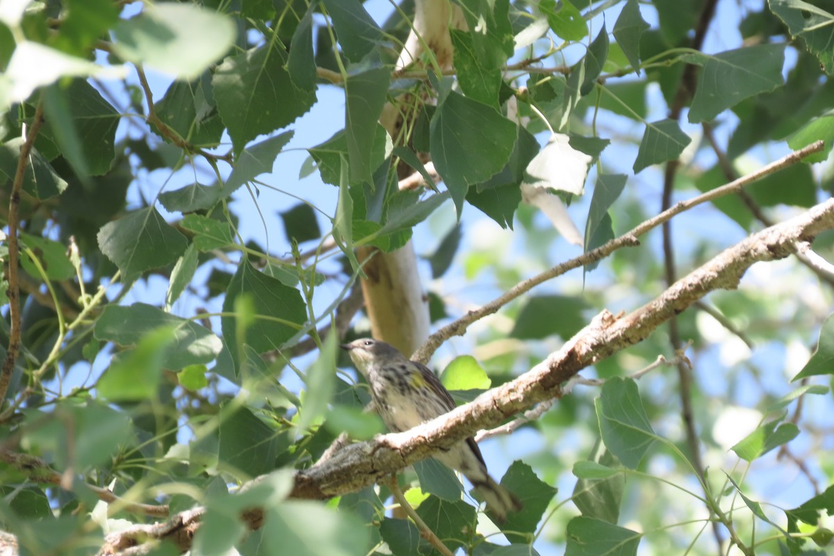 Taçlı Ötleğen (coronata x auduboni) - ML618509607