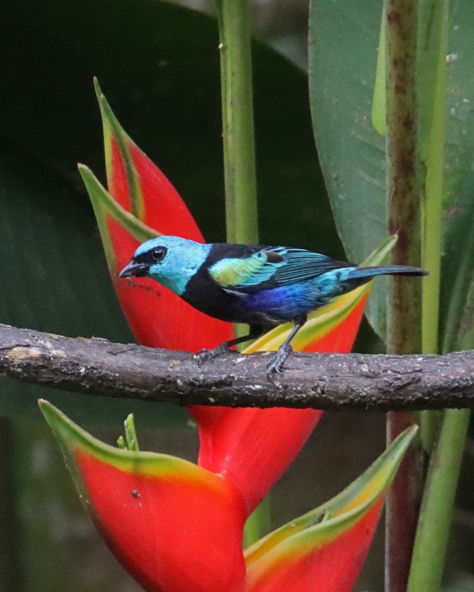 Blue-necked Tanager - ML618509727