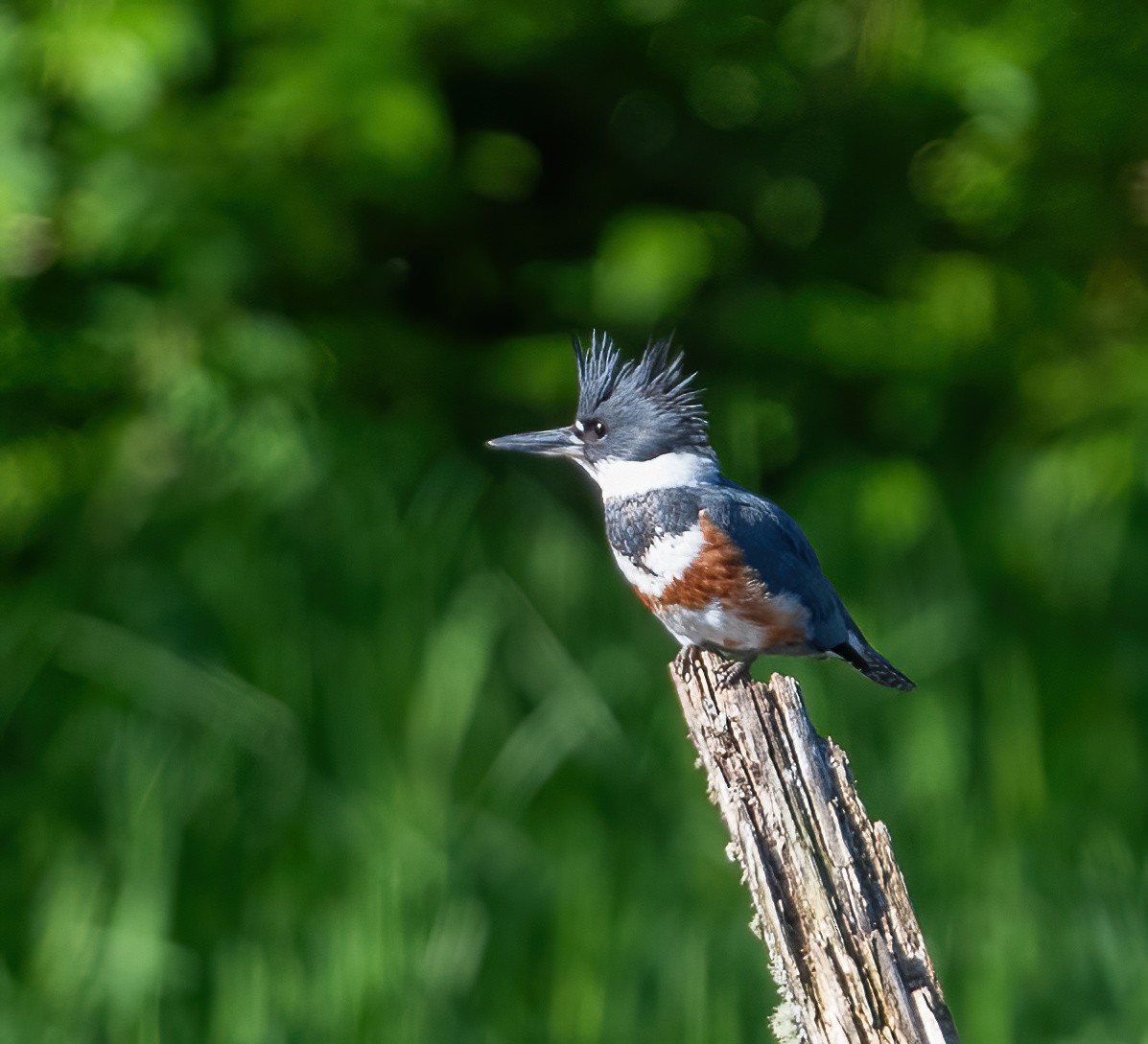 Belted Kingfisher - ML618509743
