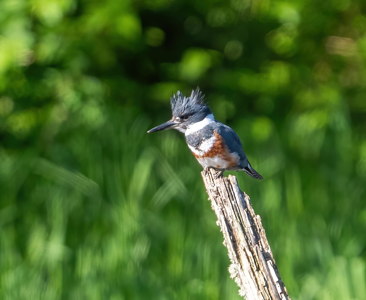 Belted Kingfisher - ML618509745