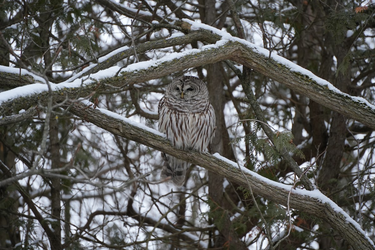 Barred Owl - ML618509787