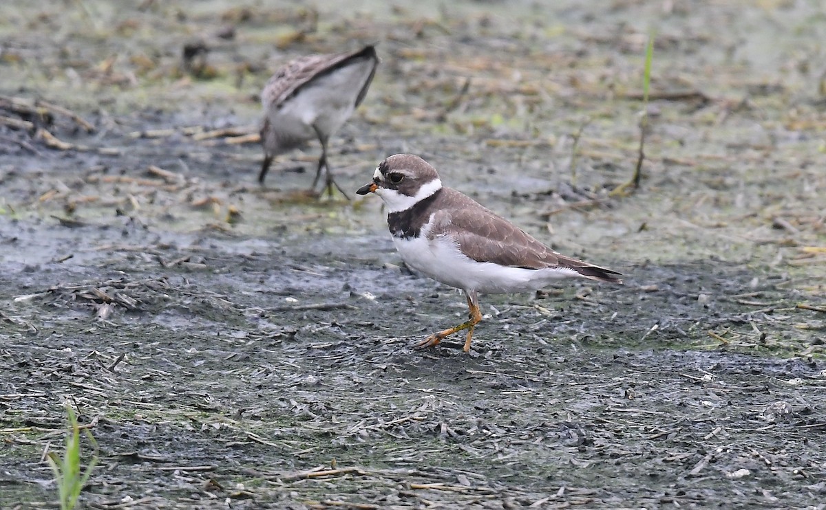 Semipalmated Plover - ML618509800