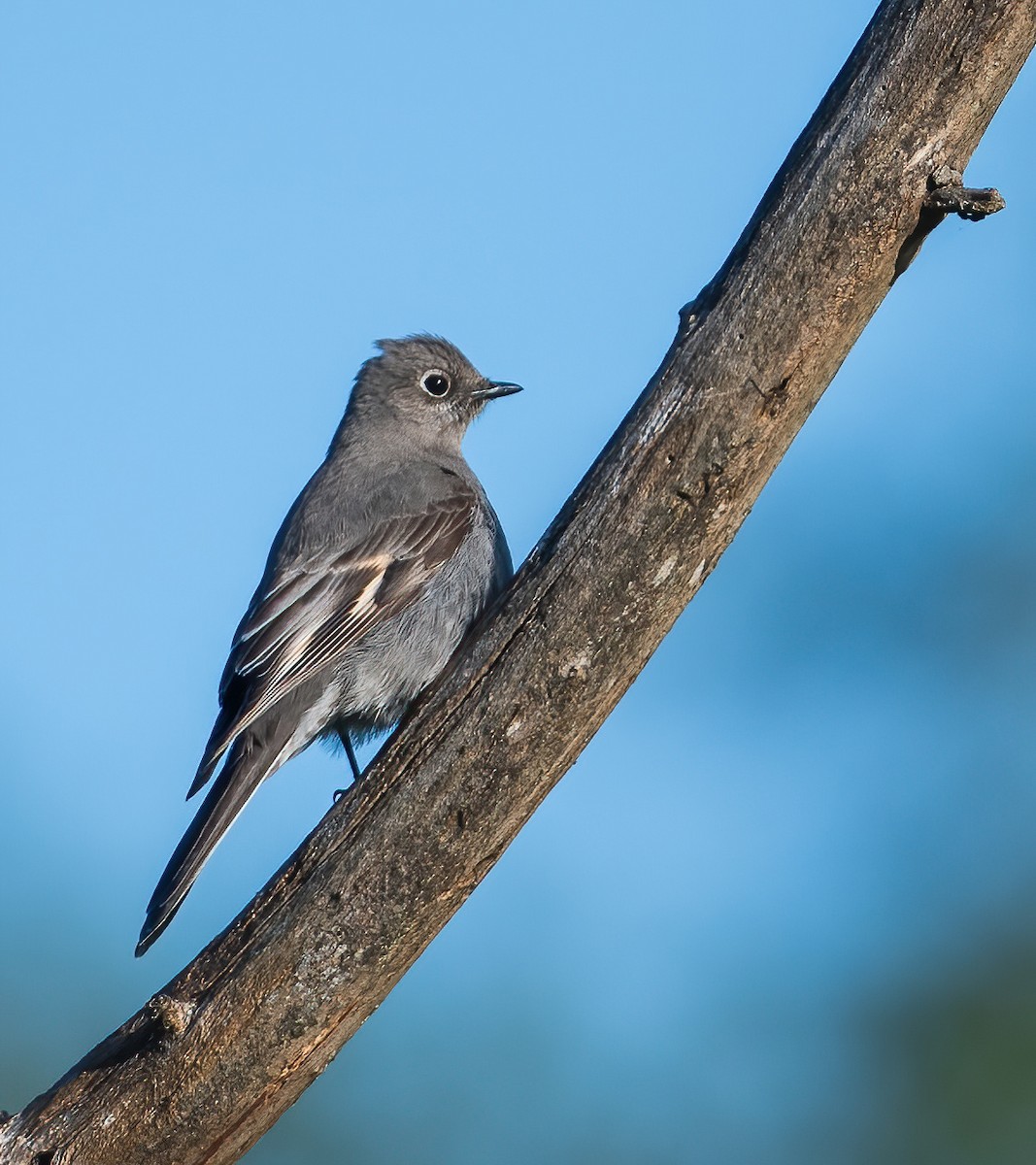 Townsend's Solitaire - ML618509803