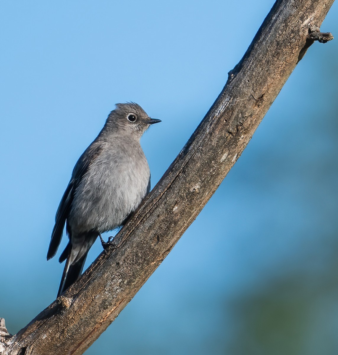 Townsend's Solitaire - Leah Turner