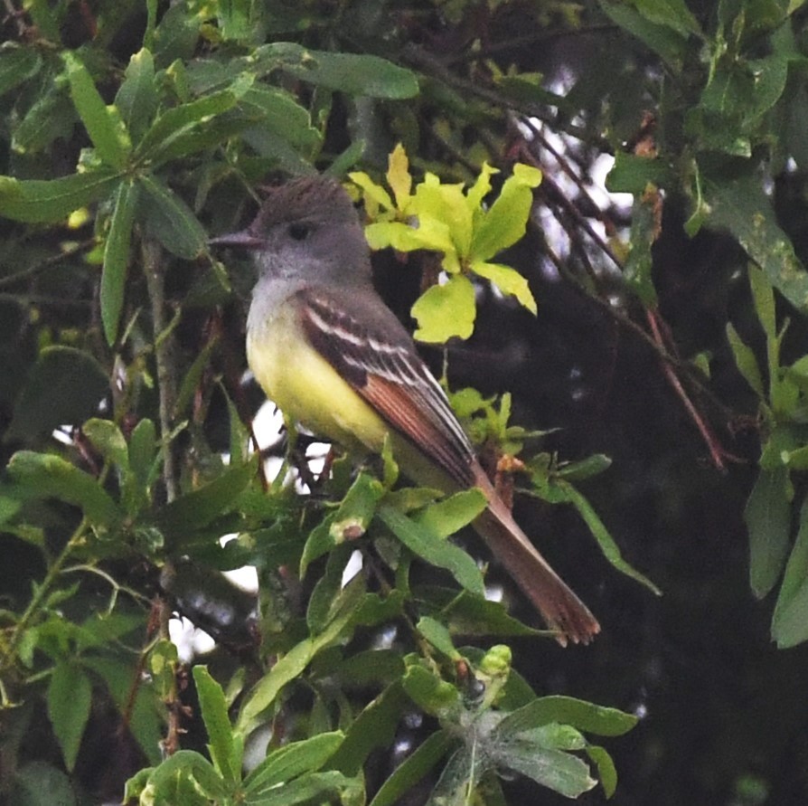 Great Crested Flycatcher - ML618509819