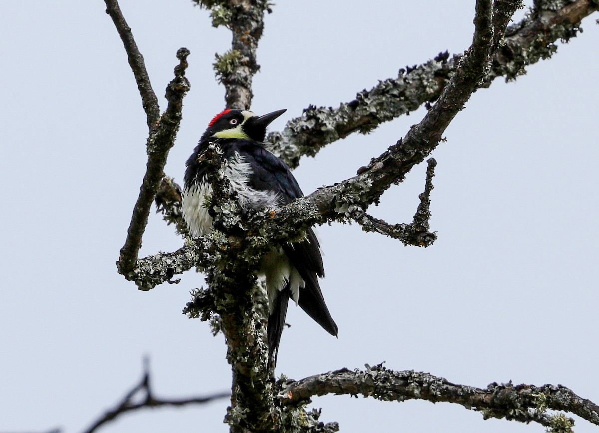 Acorn Woodpecker - ML618509860