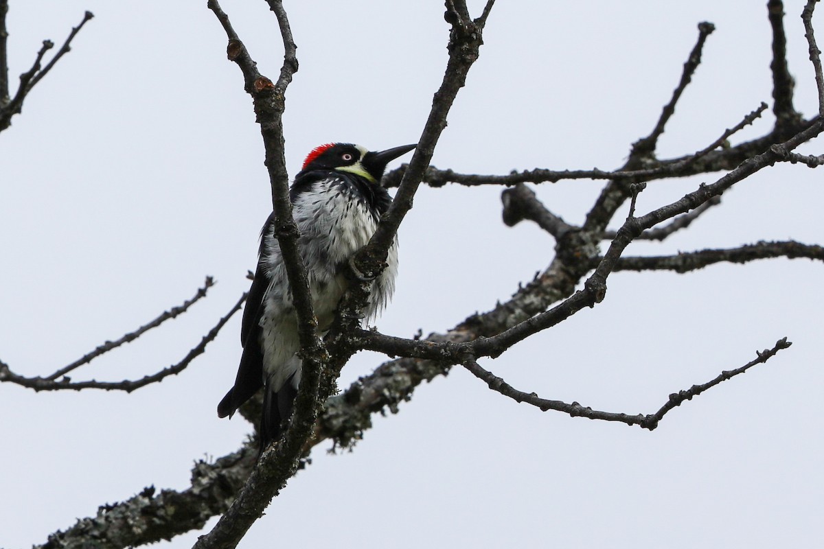 Acorn Woodpecker - ML618509861
