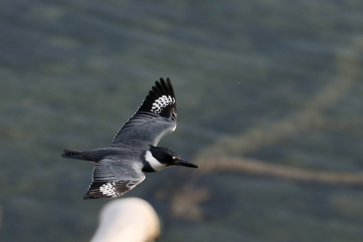 Belted Kingfisher - ML618509866