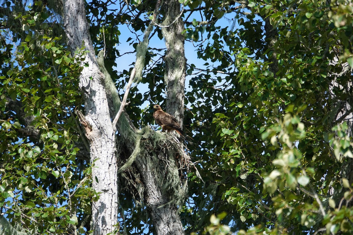 Red-tailed Hawk - ML618509882