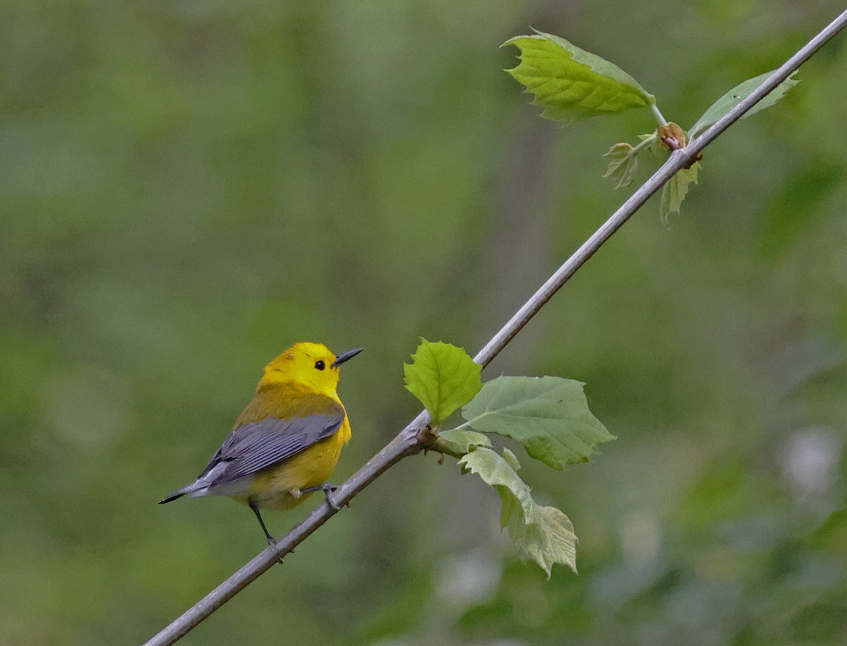 Prothonotary Warbler - ML618509891