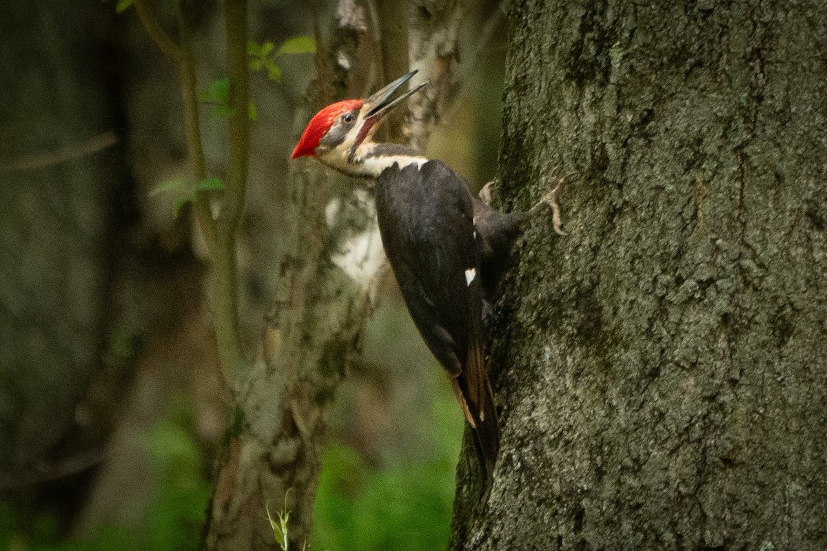 Pileated Woodpecker - ML618509892