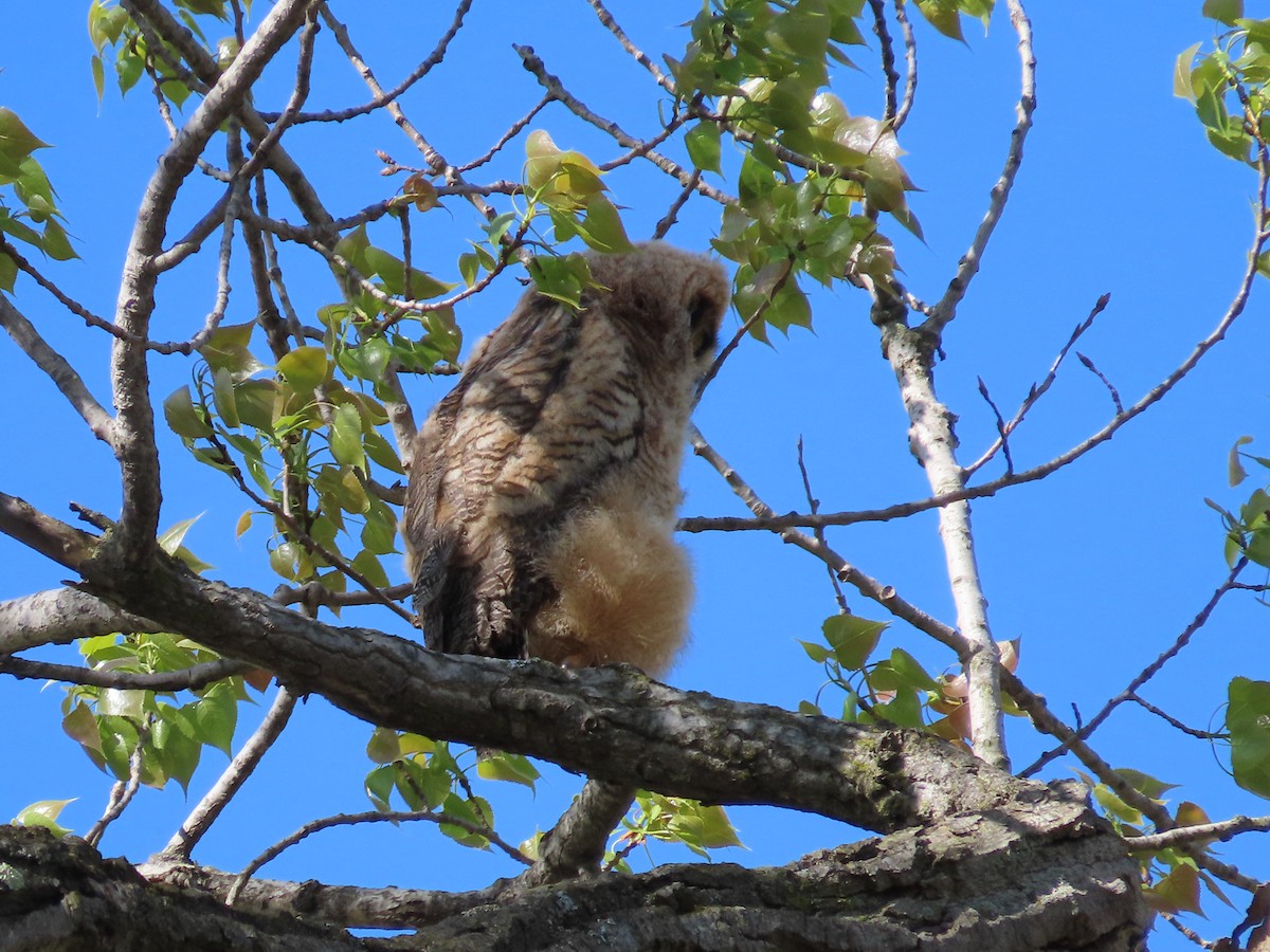 Great Horned Owl - ML618509917