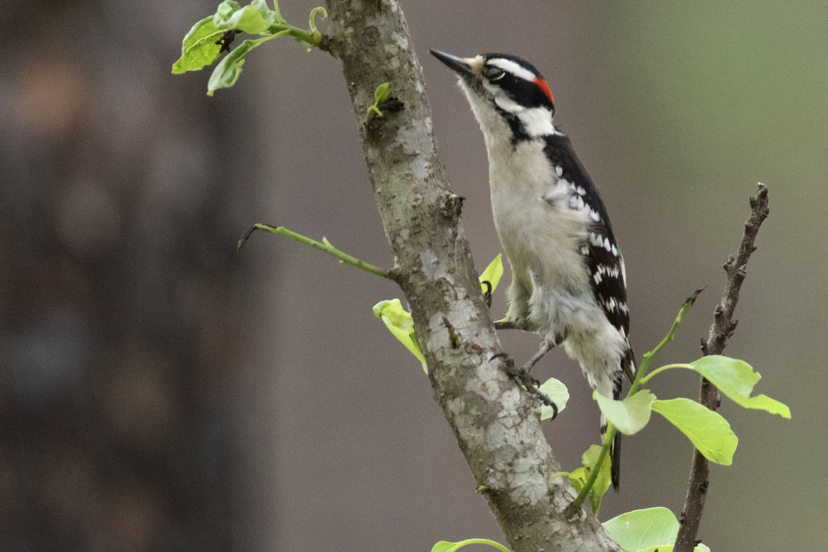 Downy Woodpecker - ML618509931