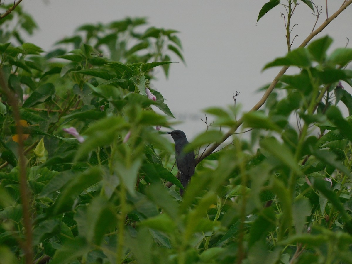 Gray-bellied Cuckoo - ML618509984