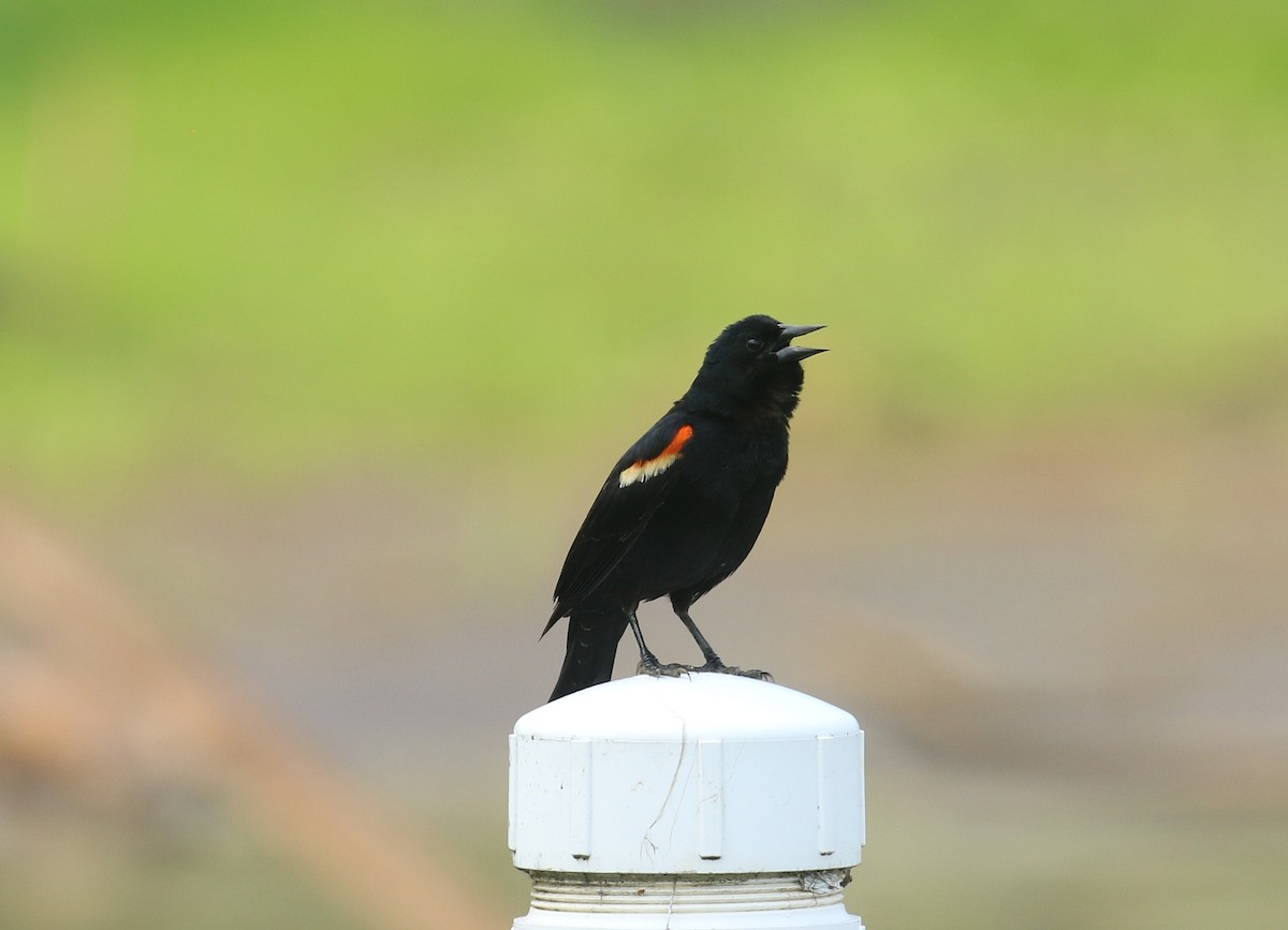 Red-winged Blackbird - ML618510104