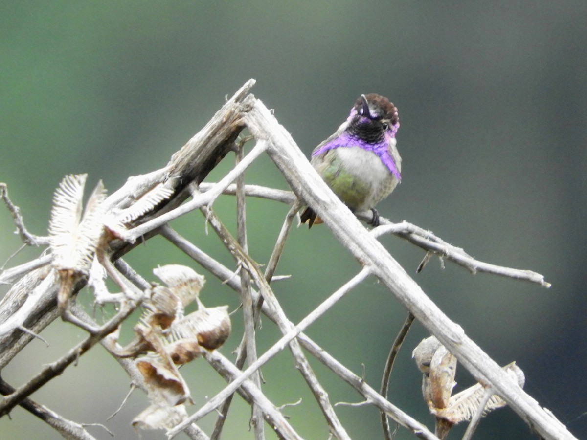 Costa's Hummingbird - ML618510116