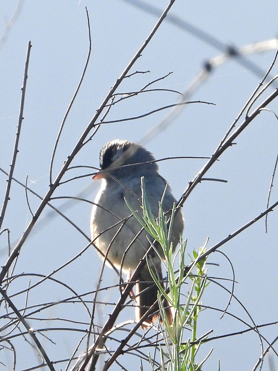 White-crowned Sparrow - ML618510153