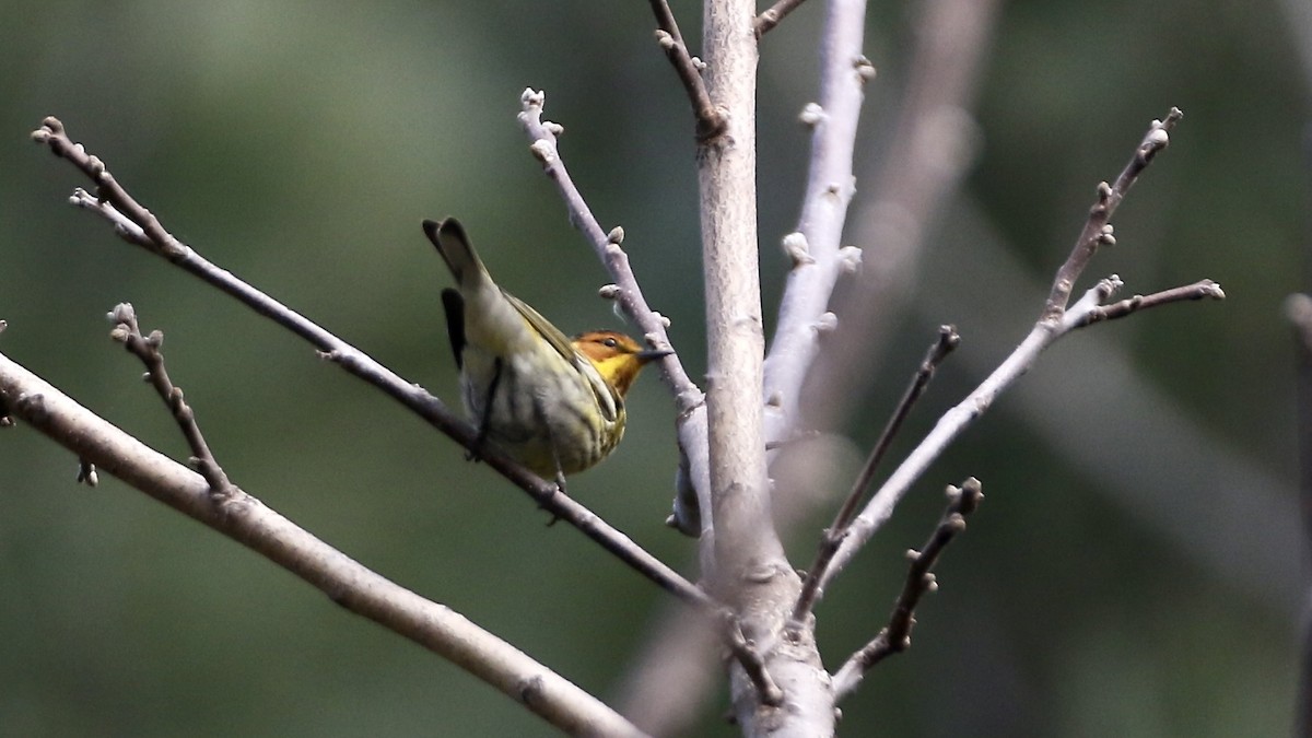 Cape May Warbler - ML618510159
