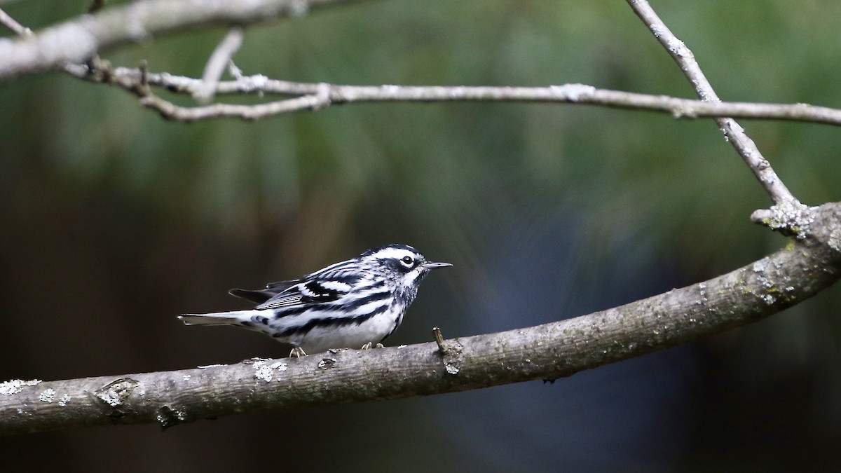 Black-and-white Warbler - ML618510167