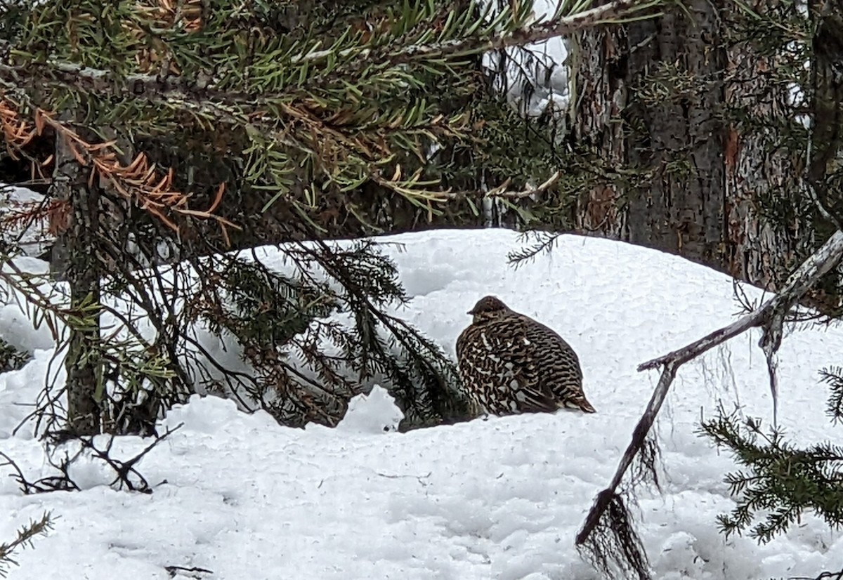 Spruce Grouse - Andrew Schopieray