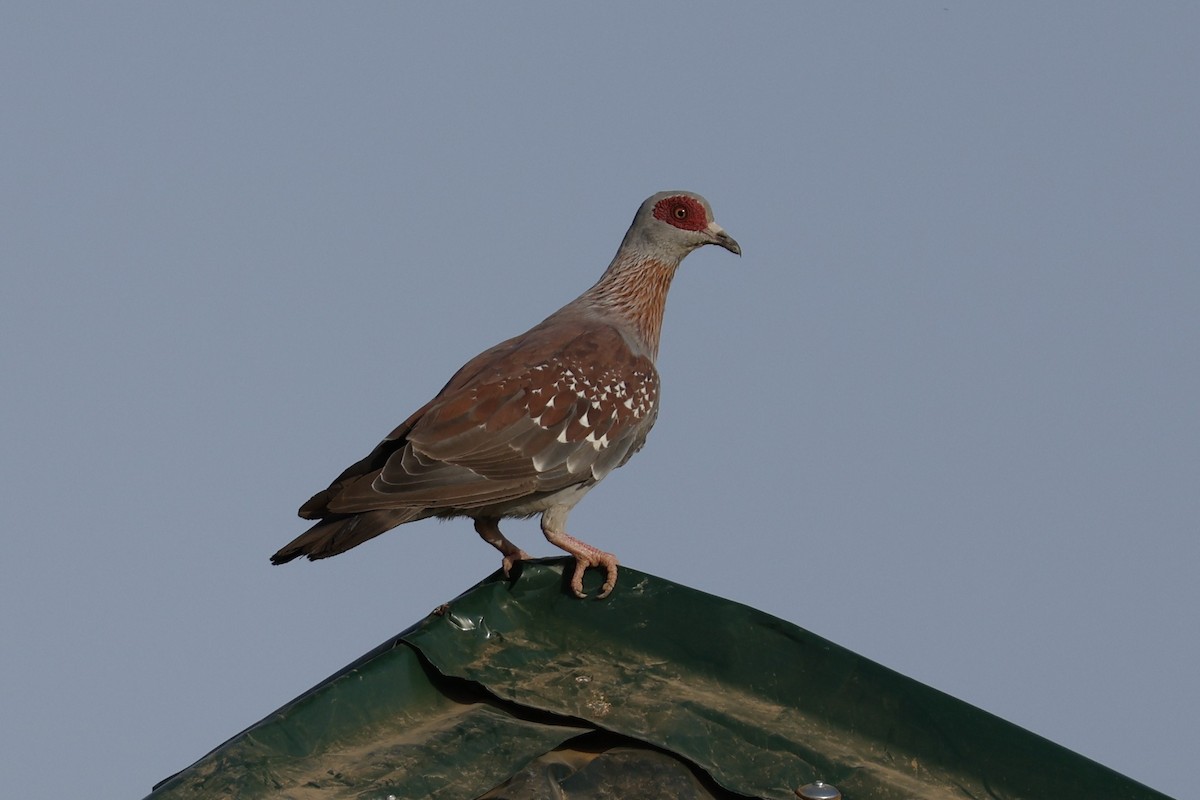 Speckled Pigeon - ML618510197