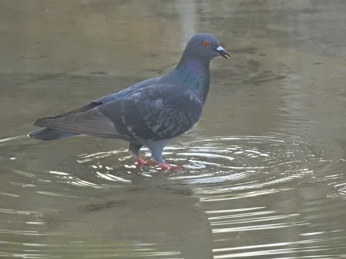 Rock Pigeon (Feral Pigeon) - Jayendra Rakesh Yeka