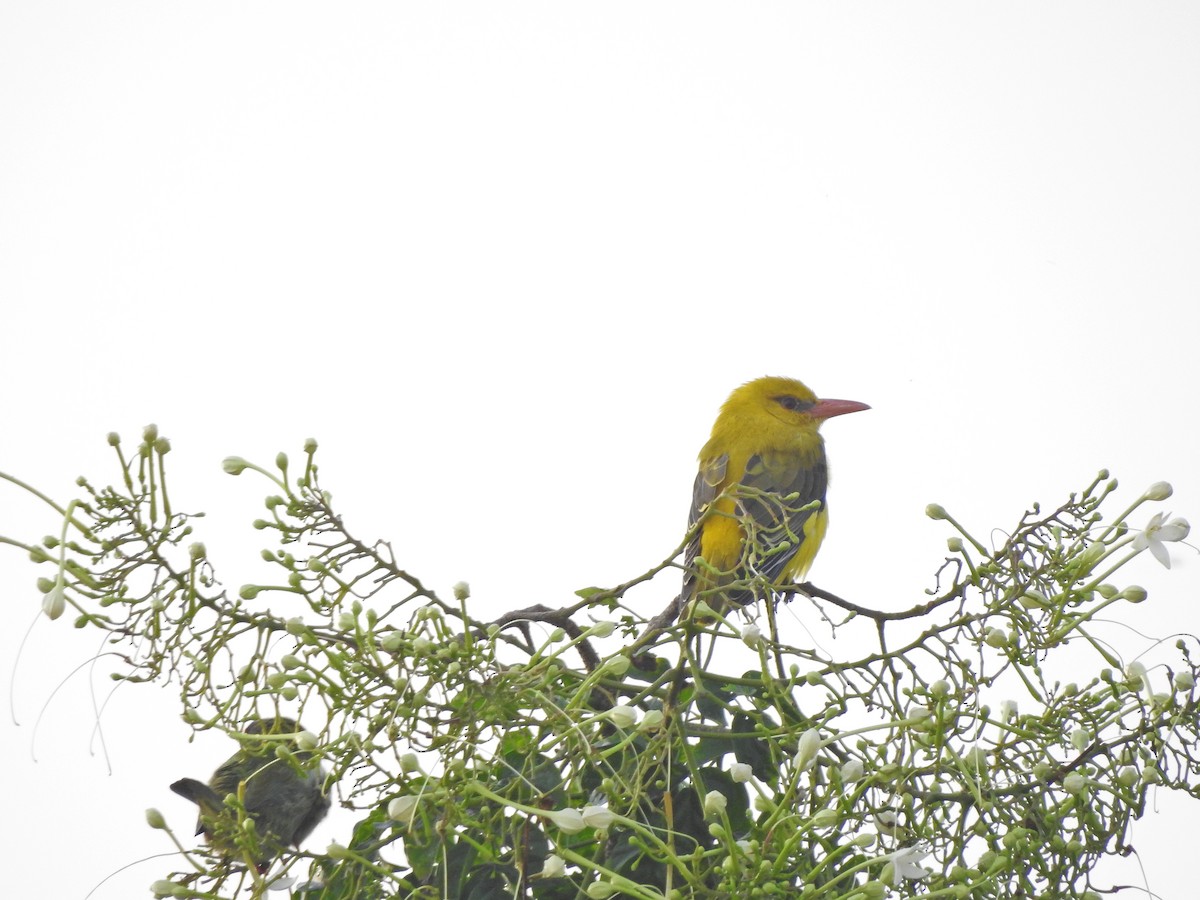 Indian Golden Oriole - ML618510218