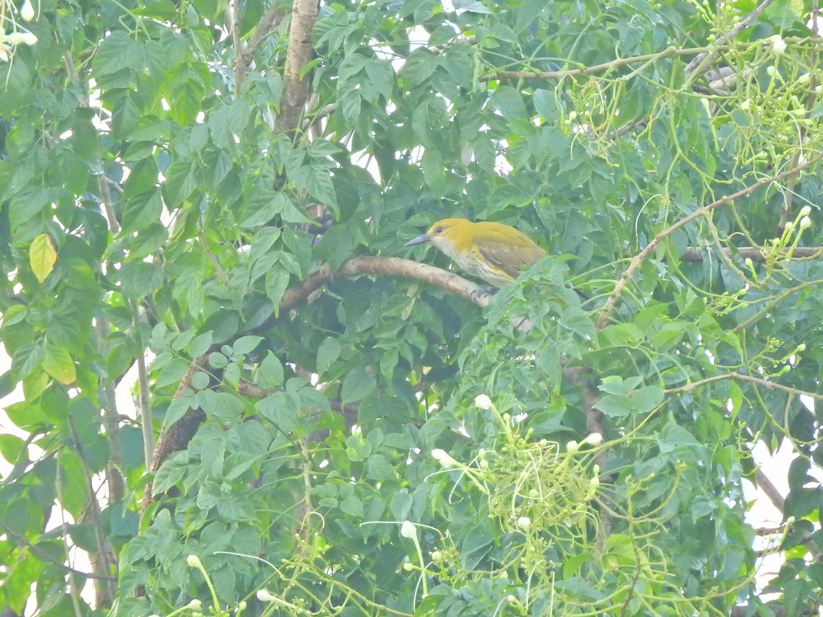 Indian Golden Oriole - ML618510254