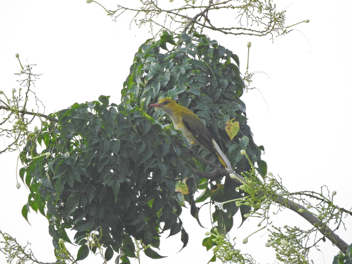 Indian Golden Oriole - ML618510268
