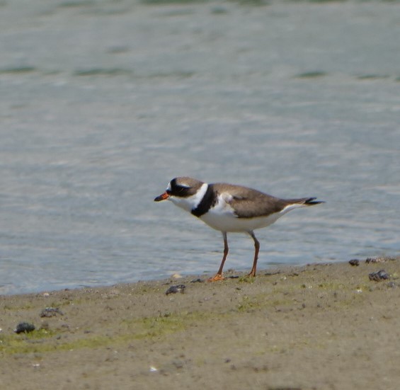 Semipalmated Plover - ML618510277