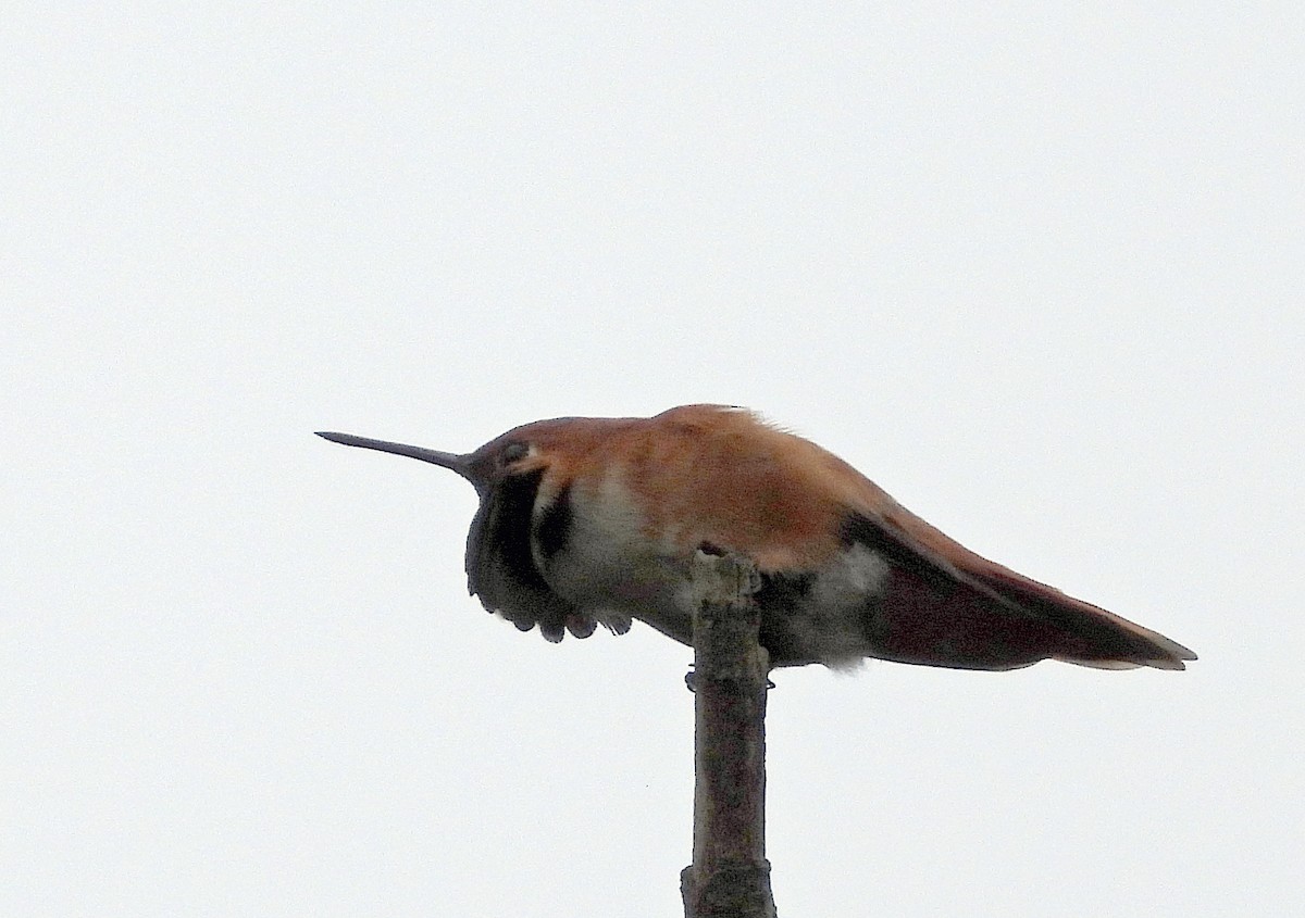 Rufous Hummingbird - ML618510281
