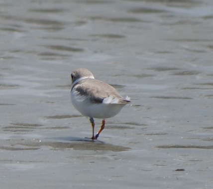 Piping Plover - ML618510283