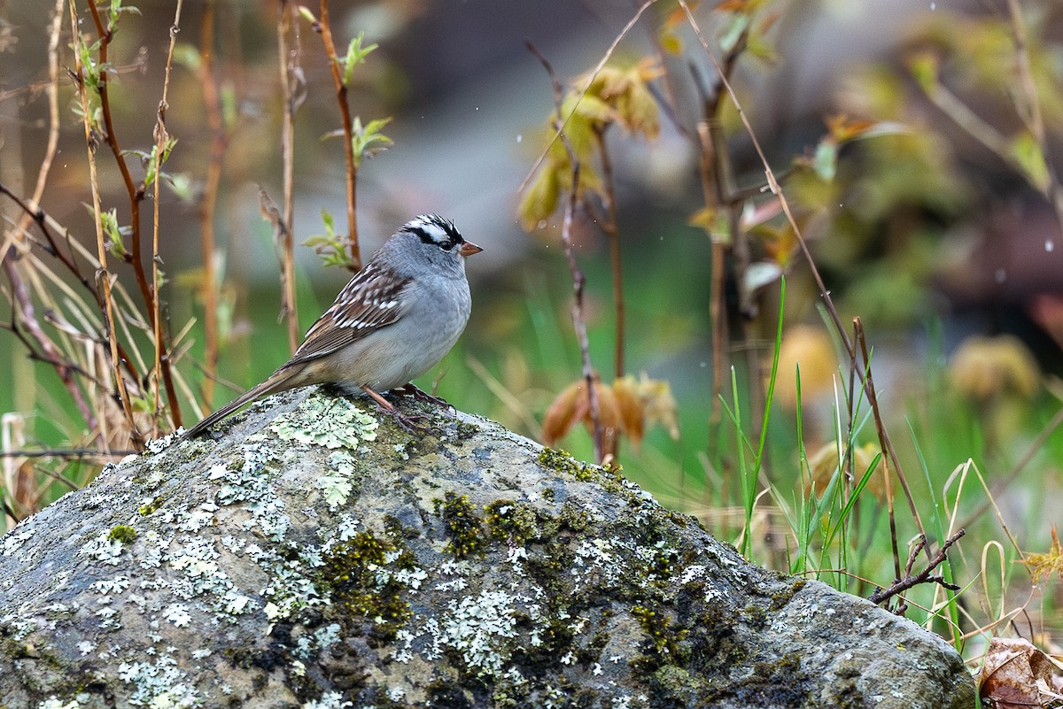 White-crowned Sparrow - ML618510290