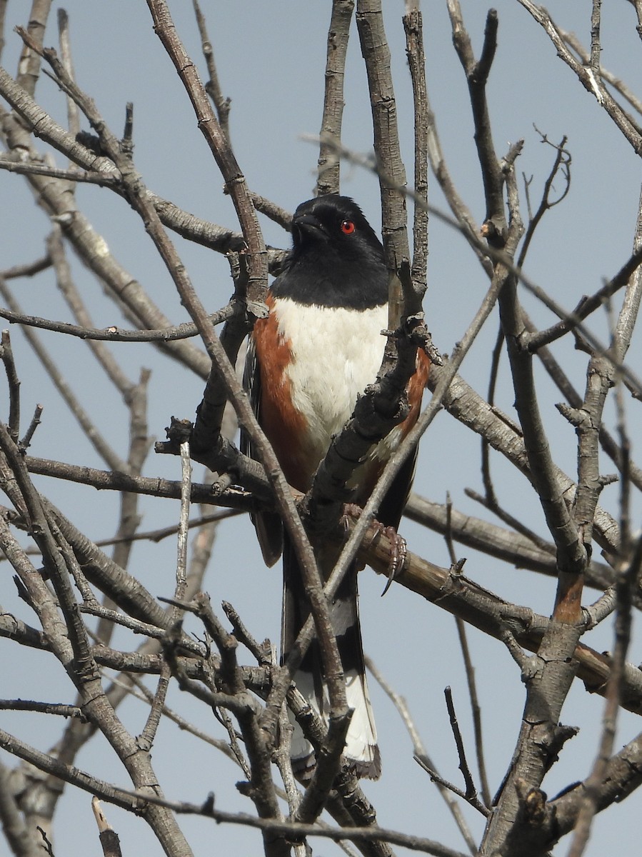 Spotted Towhee - ML618510295