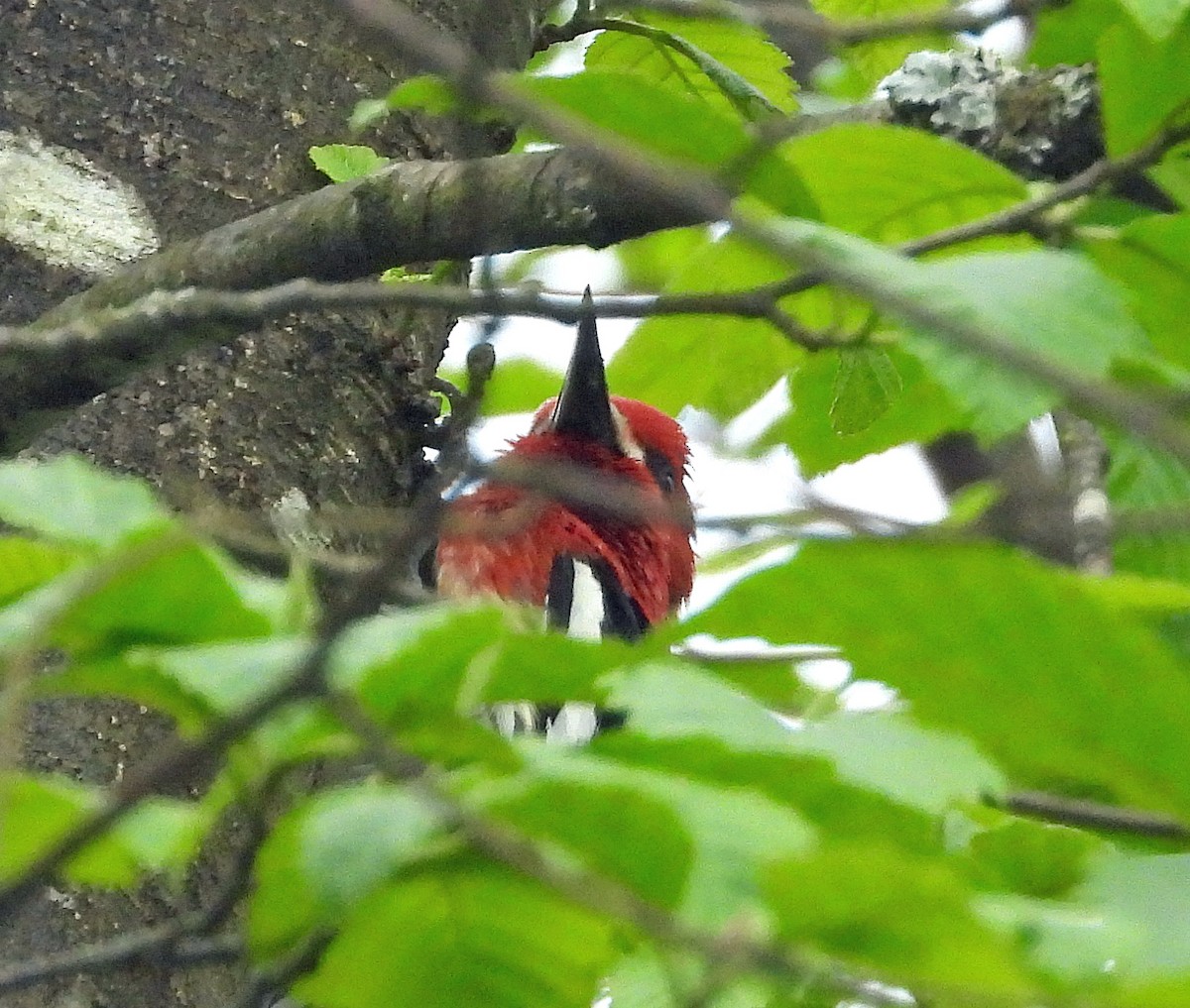 Red-breasted Sapsucker - ML618510310