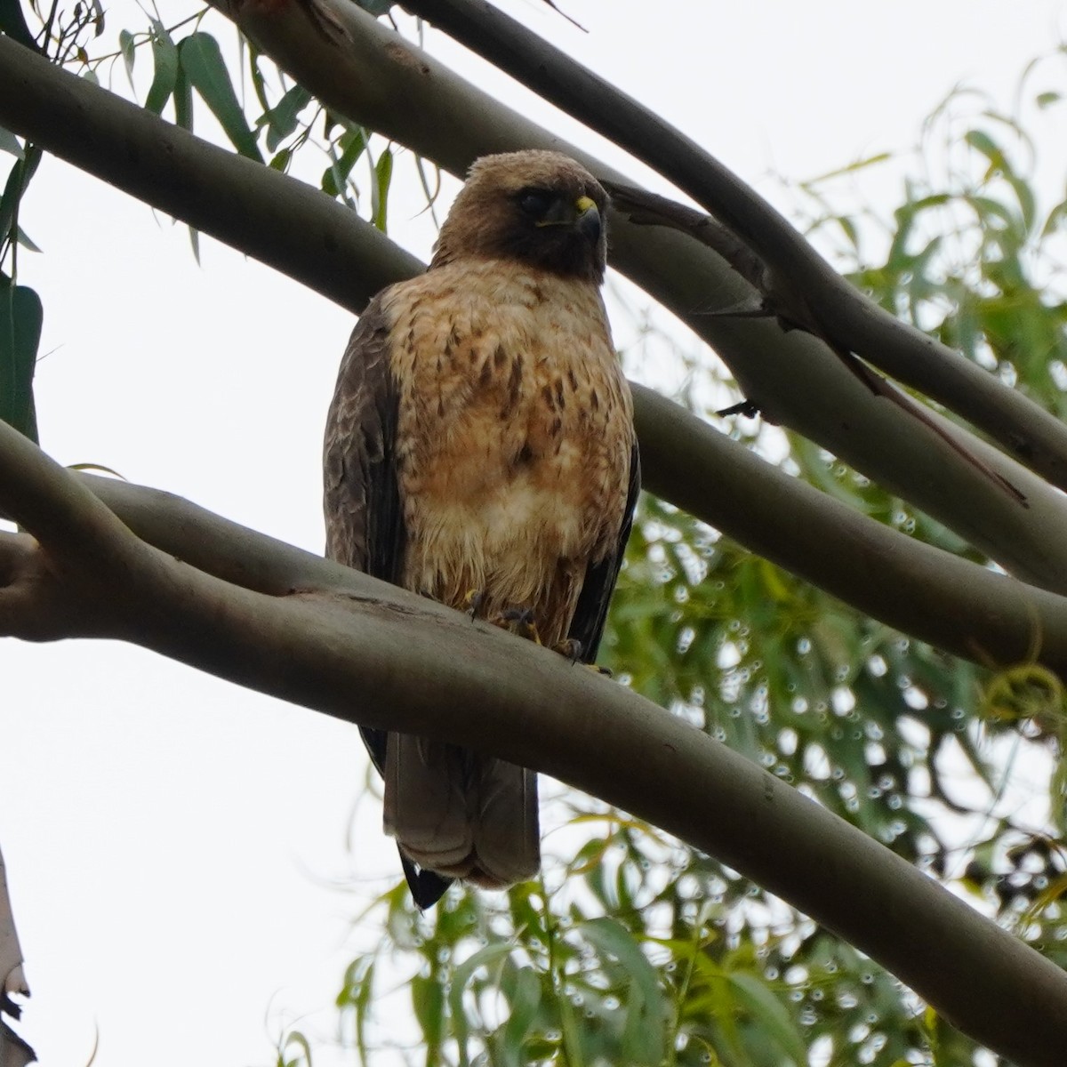 Red-tailed Hawk - ML618510311