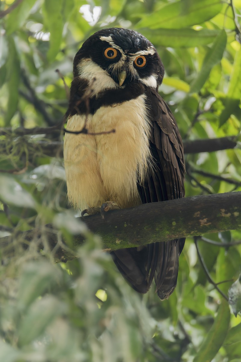 Spectacled Owl - ML618510323