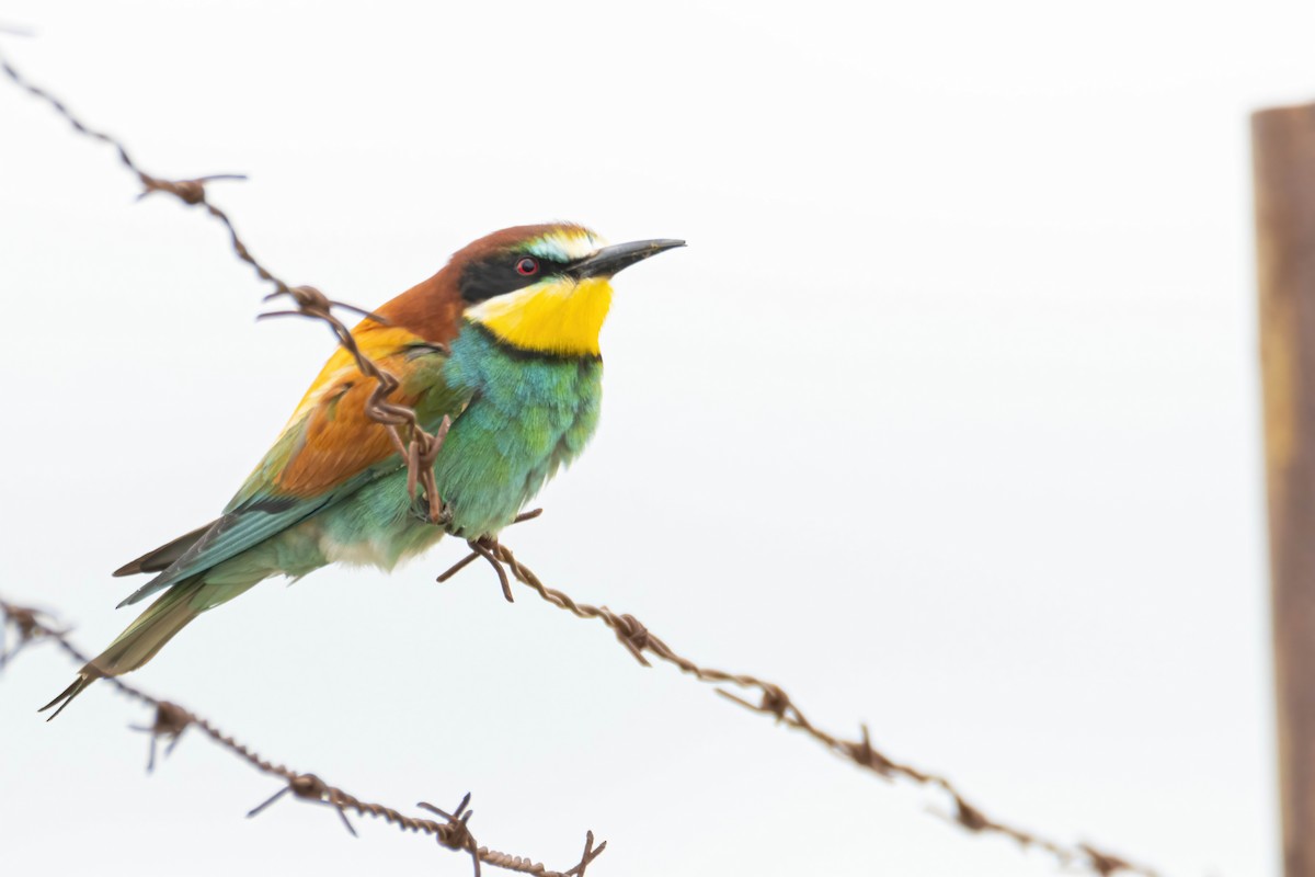 European Bee-eater - ML618510329