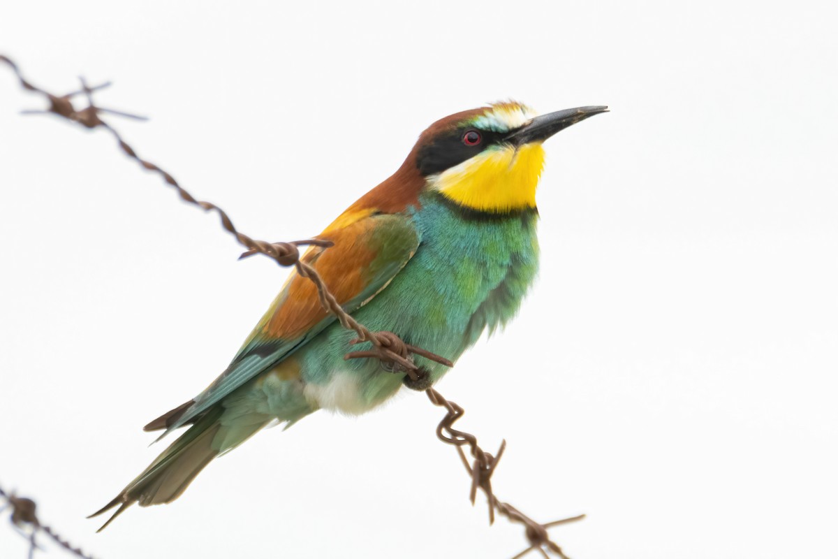European Bee-eater - ML618510330