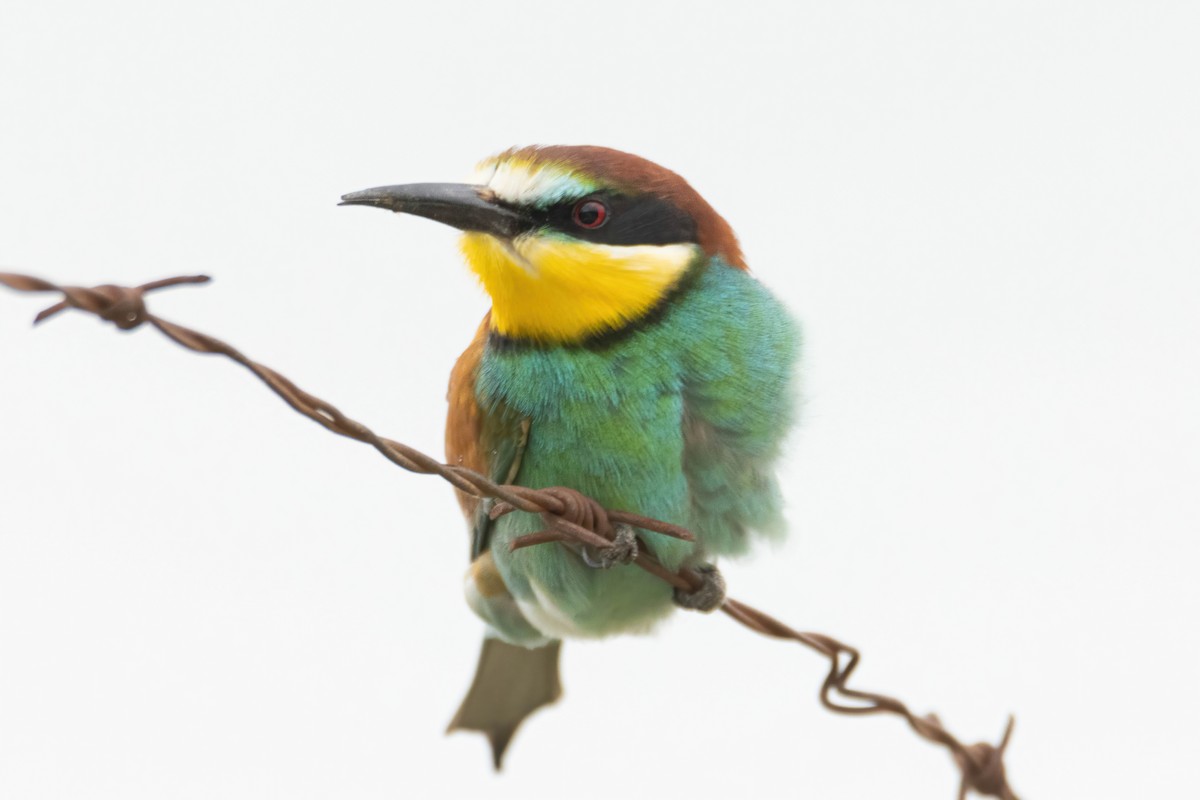 European Bee-eater - Alejandro Sanz