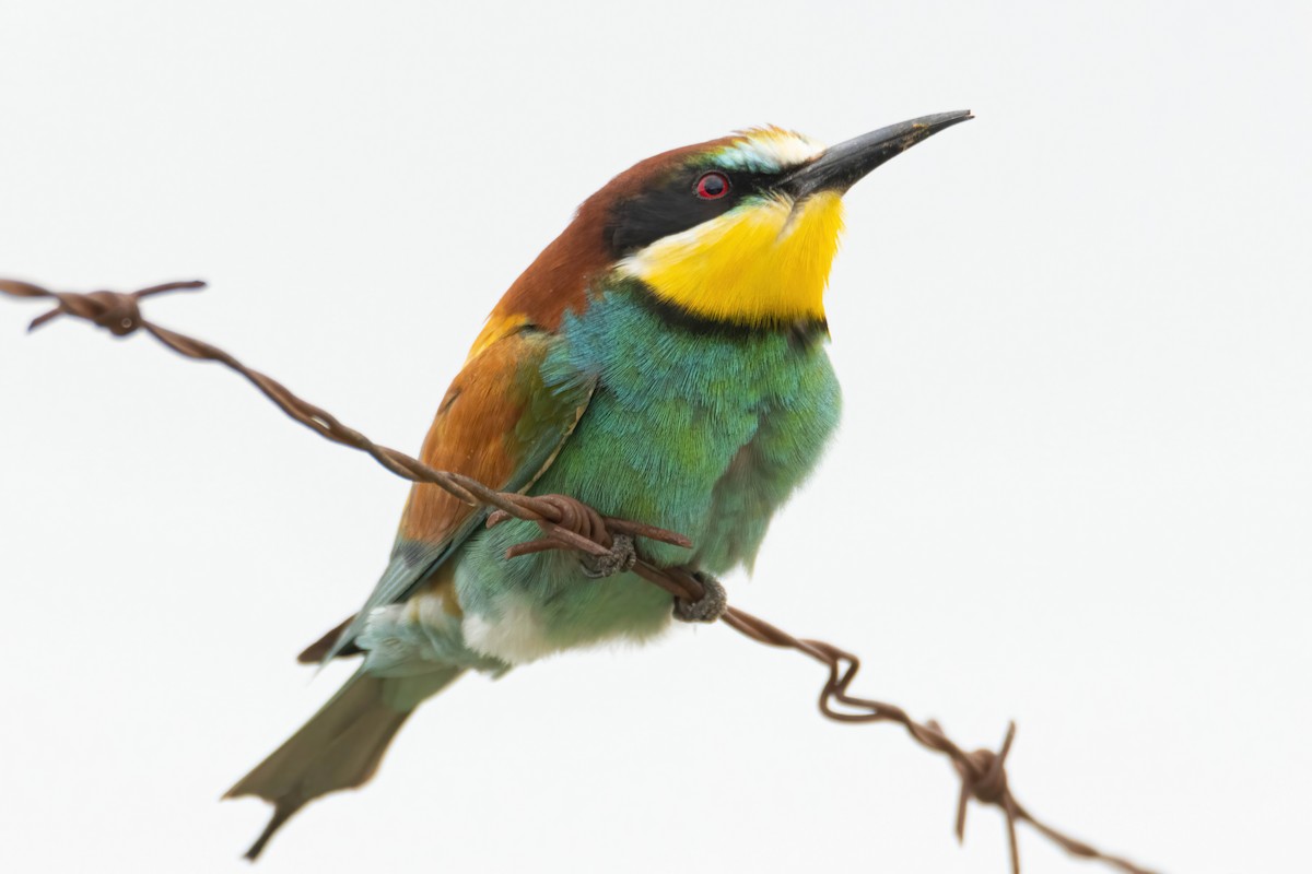 European Bee-eater - ML618510332
