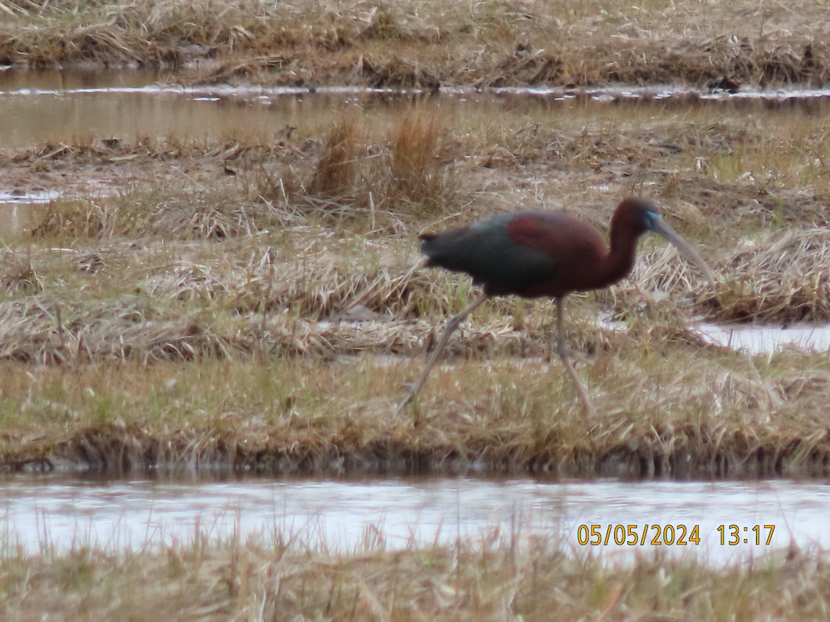 ibis hnědý - ML618510358