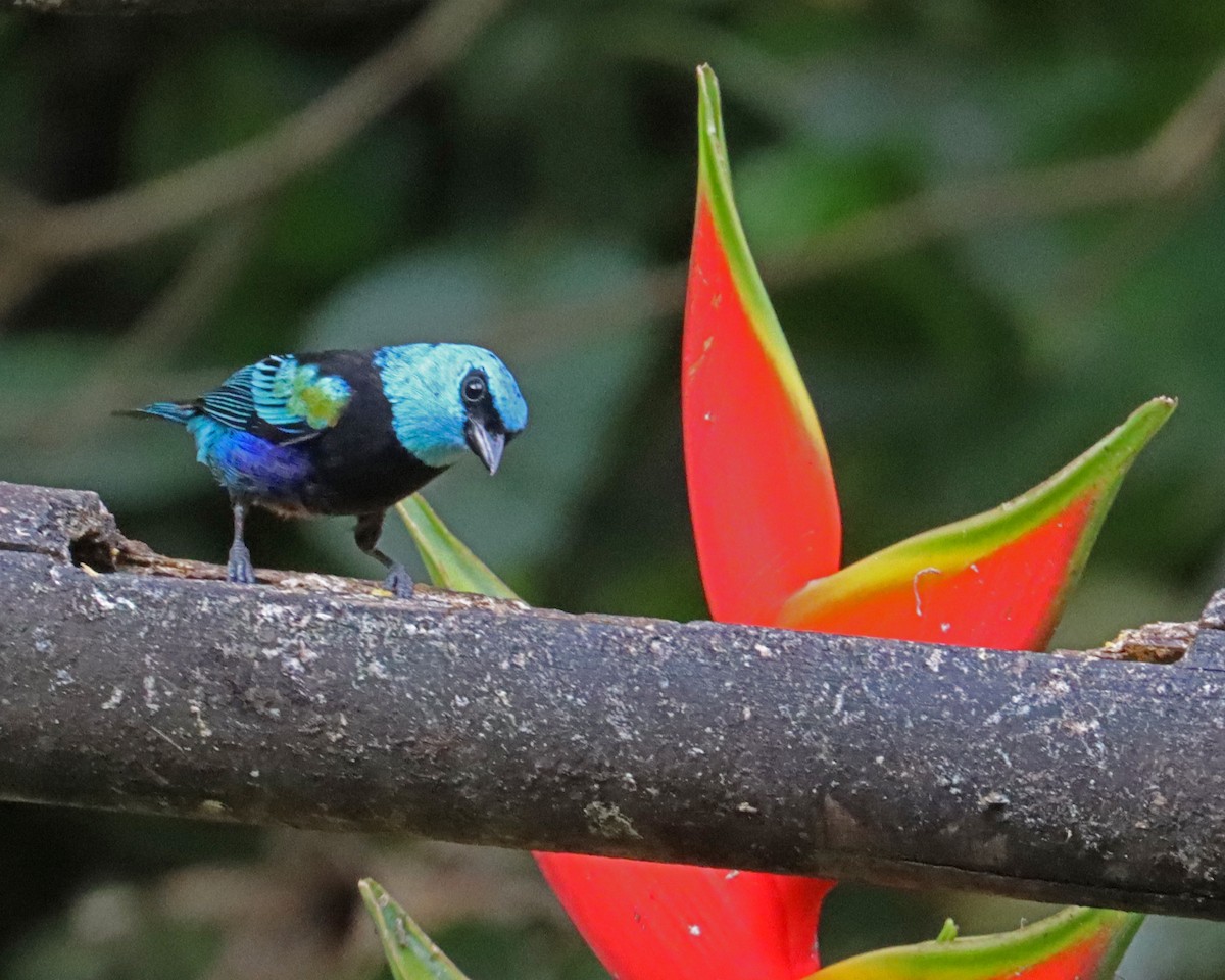 Blue-necked Tanager - ML618510362