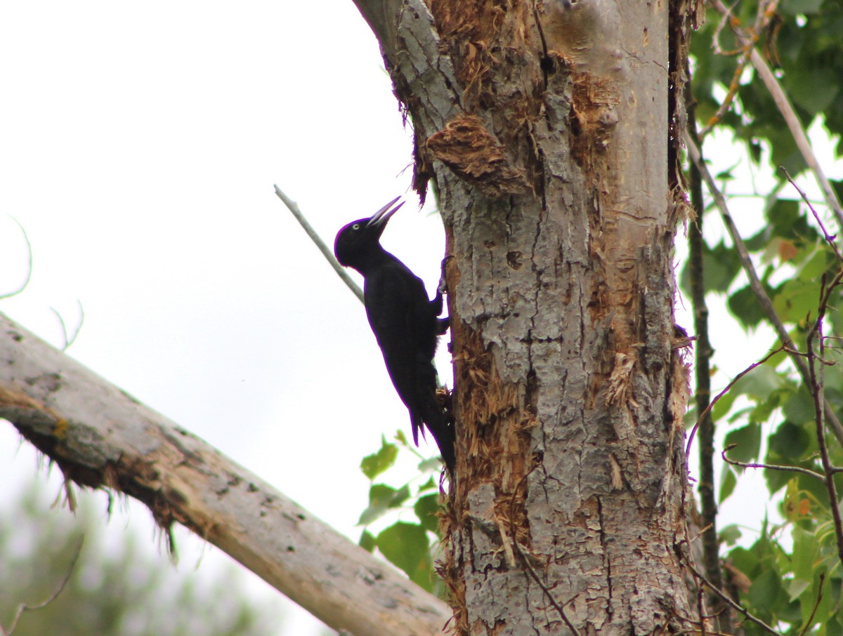 Black Woodpecker - ML618510370