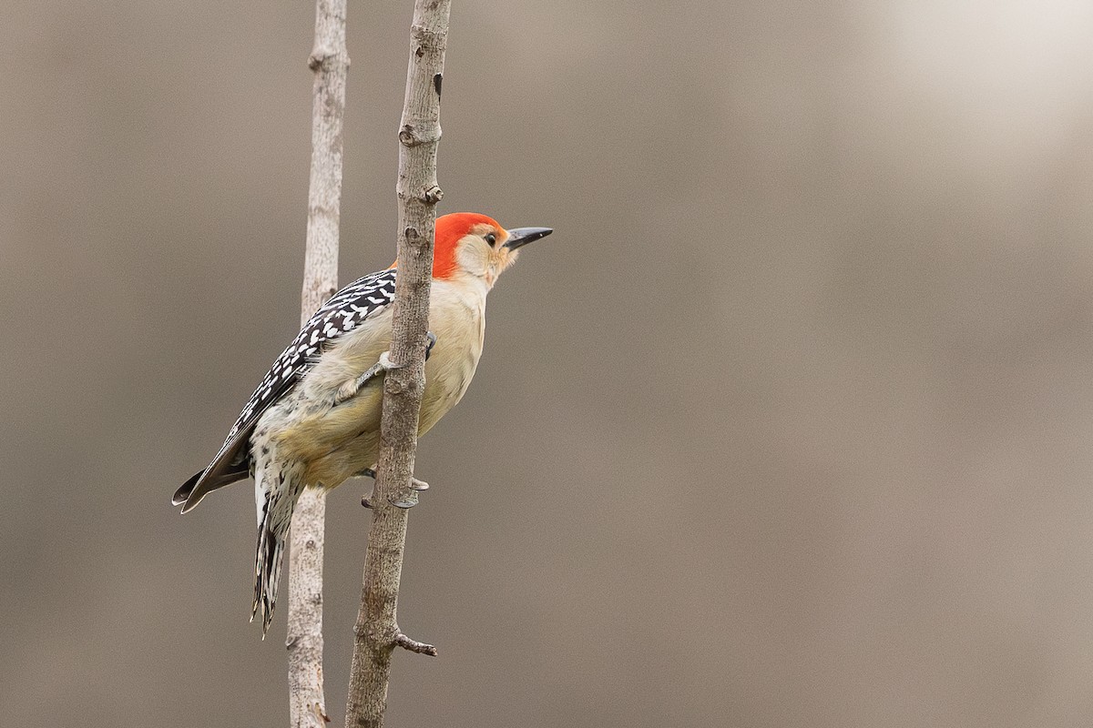 Red-bellied Woodpecker - ML618510385