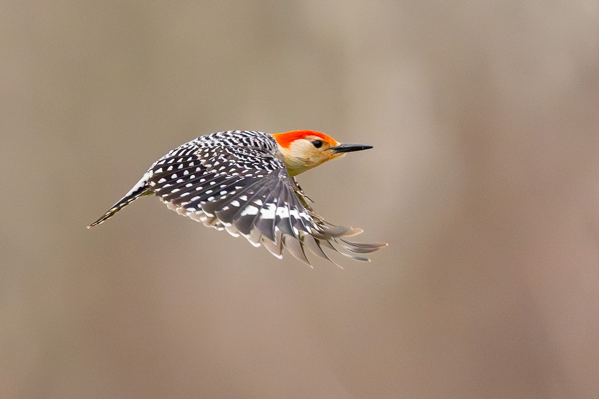 Red-bellied Woodpecker - Sylvain Langlois