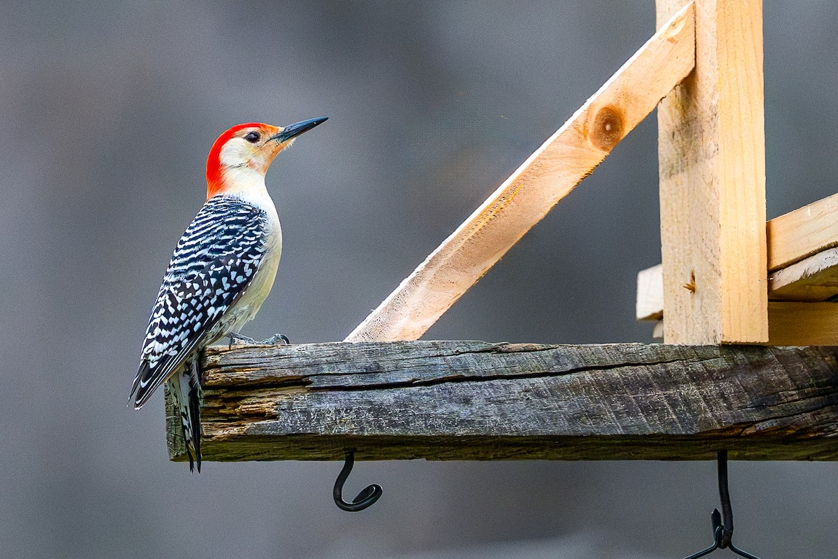 Red-bellied Woodpecker - ML618510387