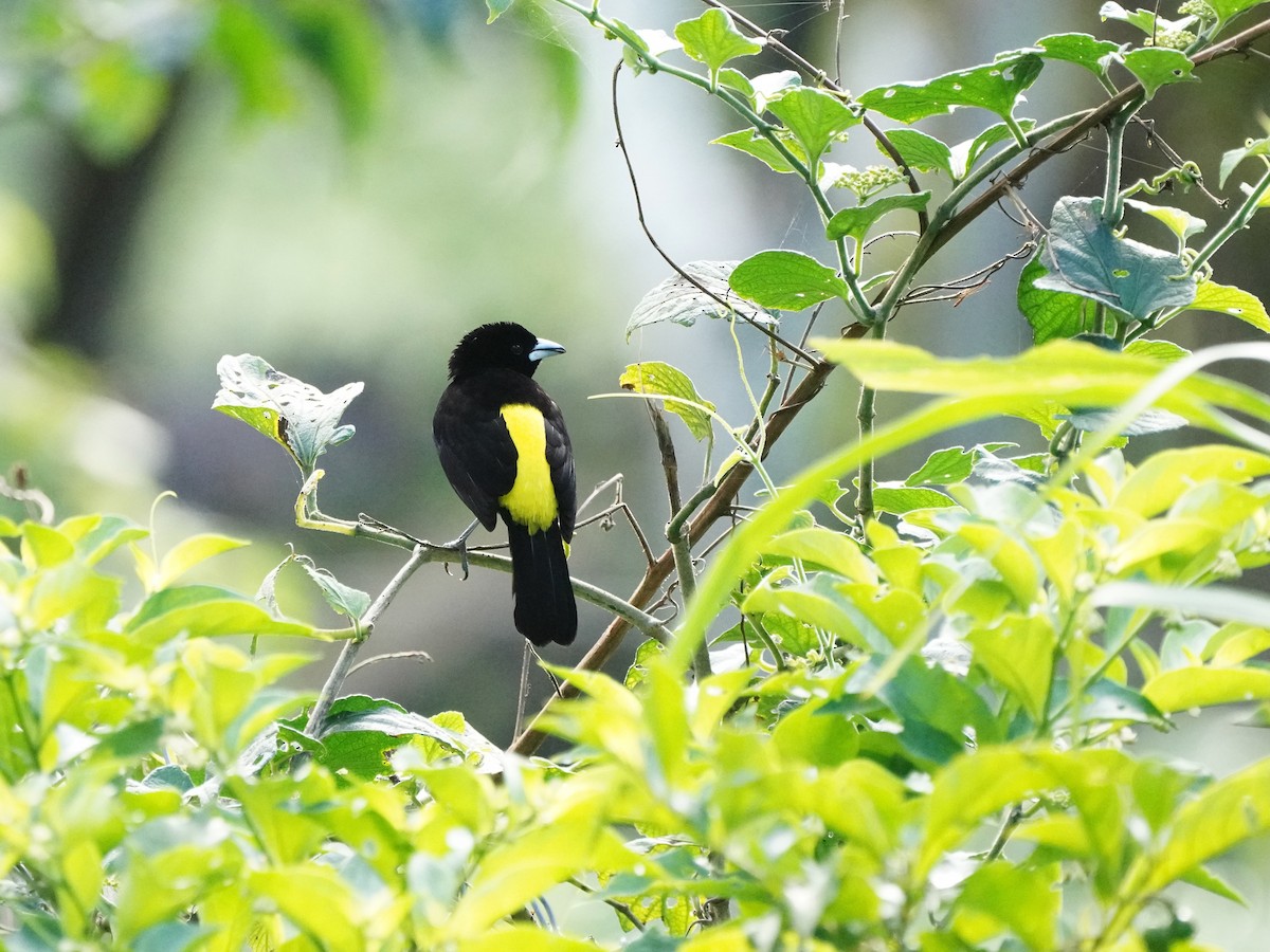 Flame-rumped Tanager - ML618510432