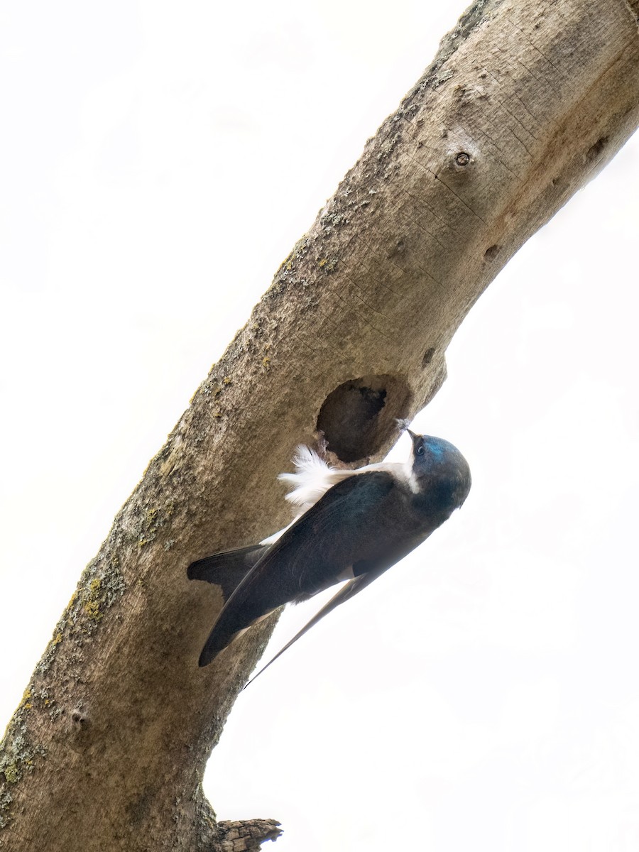 Tree Swallow - ML618510447