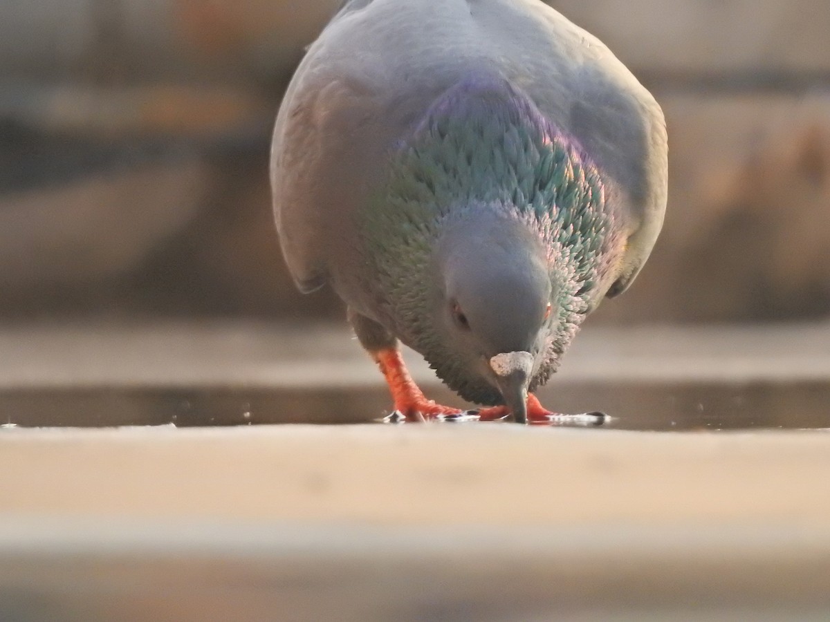 Rock Pigeon (Feral Pigeon) - ML618510451